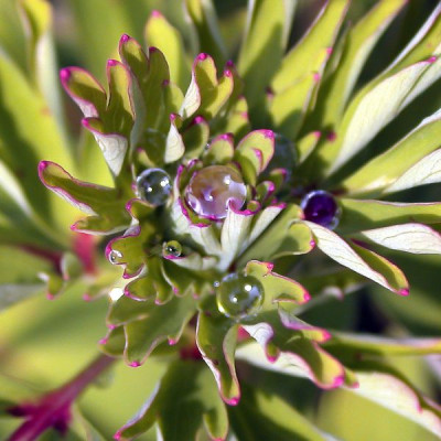 Corydalis_mit_Perlen002.jpg