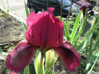 Iris_barbata_nana3.jpg