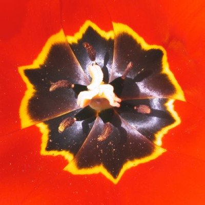 Tulpenboden002.jpg