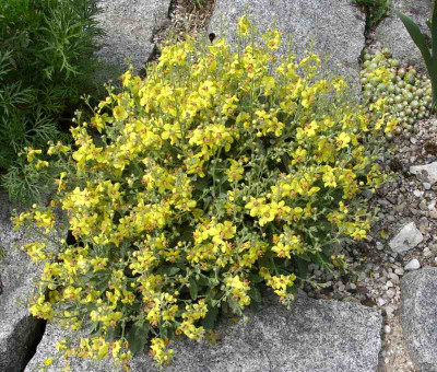 comp_Verbascum_x_Leticia_31.05.11.jpg