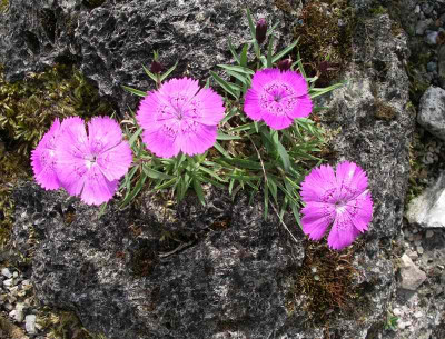 comp_Dianthus_callizonus_31.05.11.jpg