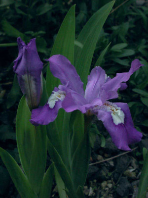 Iris_cristata.jpg