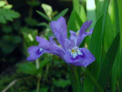 Iris_lacustris.jpg