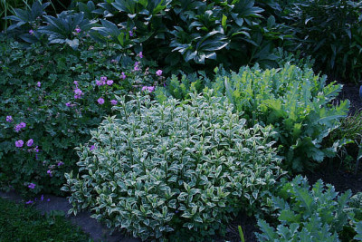 Gartenansicht0611.jpg