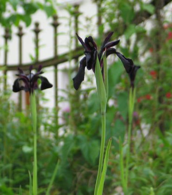 schwarze-Iris.jpg