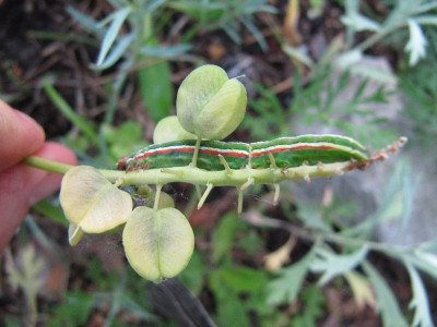 raupe_110530.jpg