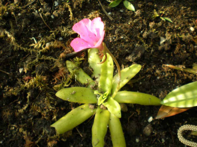 Pinguicula_Hybride_2011ea.jpg