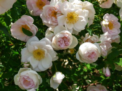 R._roxbur_Sa.0801_RIMG0782.JPG