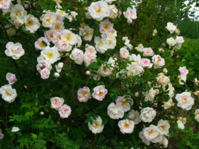 R._roxbur_Sa.0801_RIMG0789.JPG