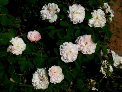 Sappho_Sa.0801_RIMG0990.JPG