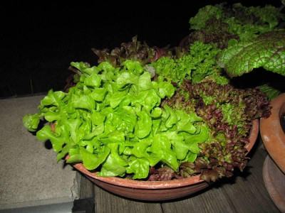 Salat_110531.jpg
