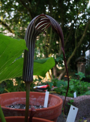 Arisaema_unbekannt.jpg