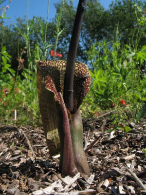 Typhonium.jpg