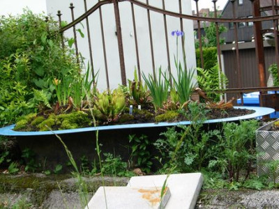 iris-c-habitat.jpg