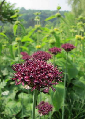 A_atropurpureum_01.jpg
