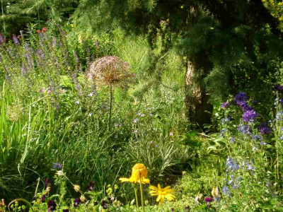 Allium_christophii_2011ea.jpg