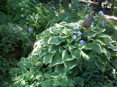 Hosta_Waldbeet_2011ea.jpg