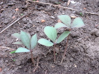 paeoniensaemlinge.JPG