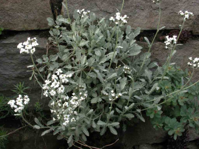 Achillea_umbellata.jpg