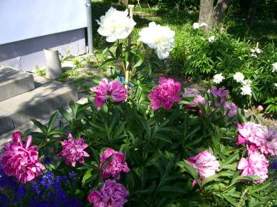 IMGP9838.jpg