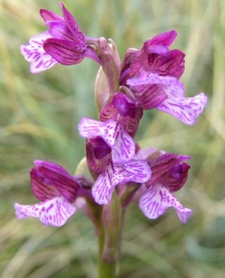 Orchis_Anacampis_x_O_papiol.JPG
