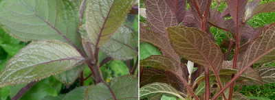 Hydrangea_Purple_Leaf.jpg