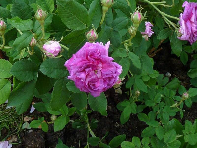 Gloire_des_Jardins_3.jpg