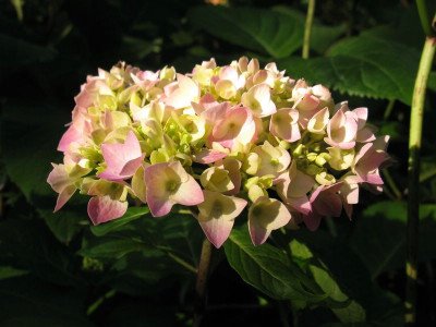 Hydrangea_macrophylla_Bailmer_800x600.jpg