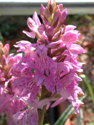 Dactylorhiza_elata.jpg