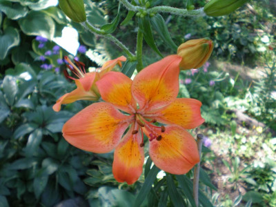 Lilium_bulbiferum_2011ea.jpg