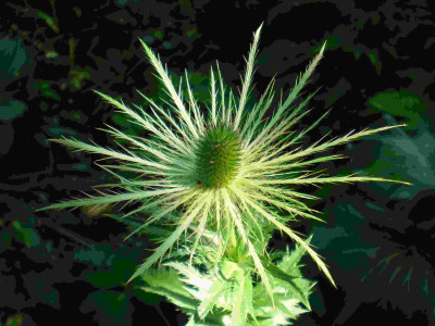 Eryngium_alpinum_2011ea.jpg