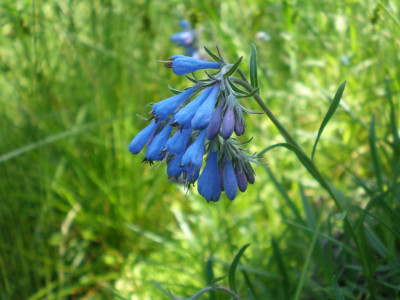 Moltkia_petraea_2011ea.jpg