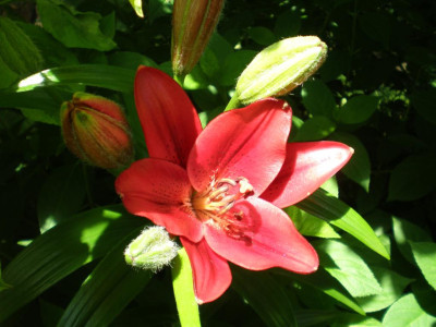 Lilium_rot_2011ea.jpg