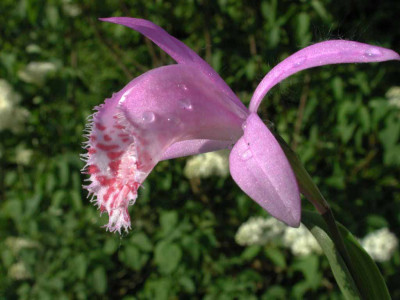Pleione_limprichtii_Einzelblute.jpg
