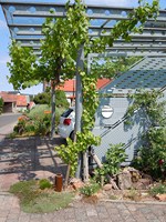 Vorgarten_Ende_Mai_2011_026_320x200.JPG