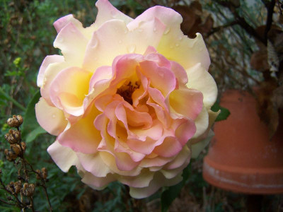 100_5485_Strauchrose_gelb-rosa_____800.jpg
