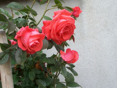 100_5493_Strauchrose_geranienrot___640.jpg