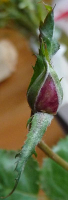 AzubisXTerra15_01.JPG