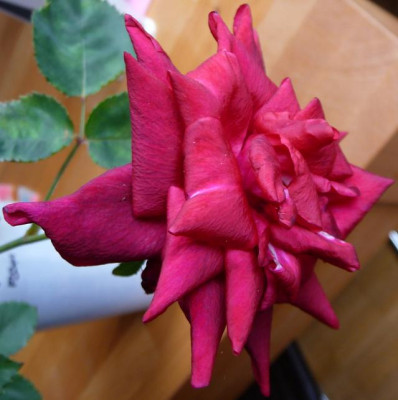 AzubisXTerra4_14.JPG