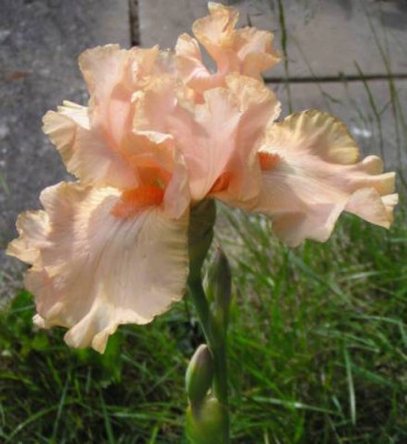 Bouisson-de-Roses_b.jpg