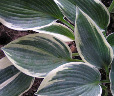 El_NIno-004.jpg