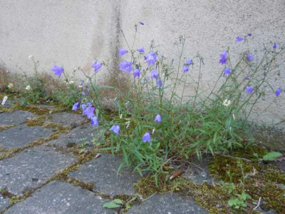 Vorgarten_Ende_Mai_2011_025.JPG