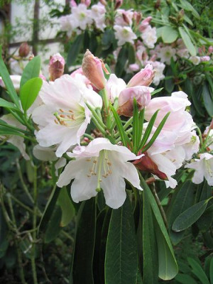 Rhododendron_fortunei_Houlstonii.jpg