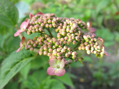 Hydrangea_serrata_Mont_Aso_800x600.jpg