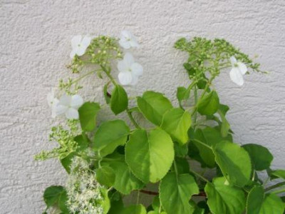 H._petiolaris.JPG