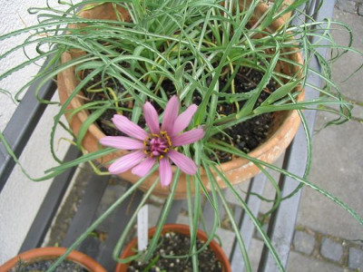 Blume_unbekannt_Hortu.jpg