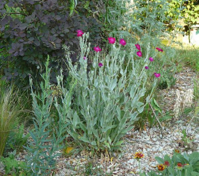 lychnis_ganzewahrheit.jpg