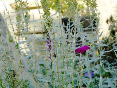 linaria_rosa.jpg