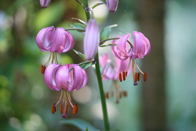 L.martagonIMG_7499.jpg.jpg