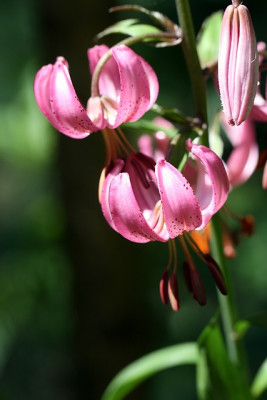 L.martagonIMG_7493.jpg.jpg